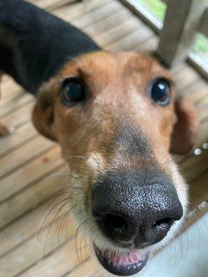 Boop the snoot with your favorite walking buddy!