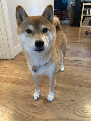 Shiba Inu is ready for Paw Spa!