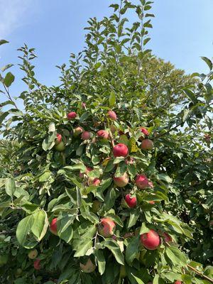 Zestars in the orchard