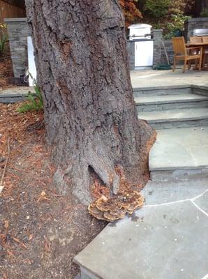 Velvet top fungus on a Douglas fir that necessitated removal.