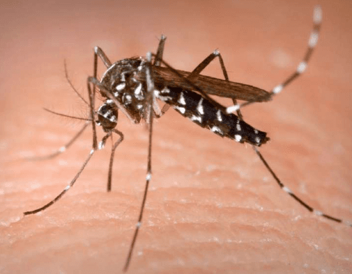 Mosquito! You might have wonder if it's possible to really enjoy your backyard, you can! Call Now For Consultation!