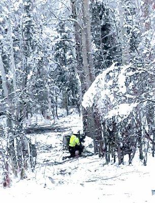 11/19/19 Chugach Electric cleared entire area of trees.