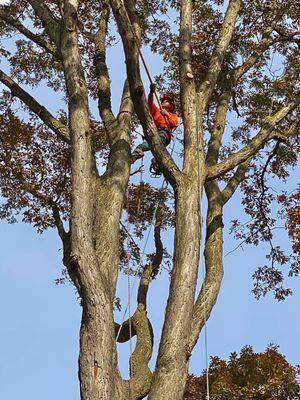 More perfect pruning from the PROS!!