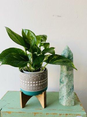 Fluorite Tower & Golden Pothos