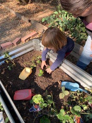 Planting in the garden.