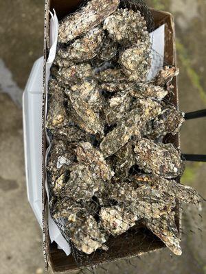 Oysters