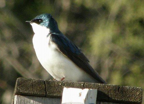 Tree Swallows fly over the fields early summer. Their nesting boxes are monitored each year by the Alaska Songbird Institute