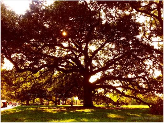 River Oaks Park, Houston, TX