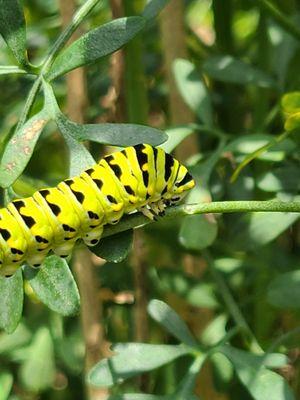 Love our caterpillars!