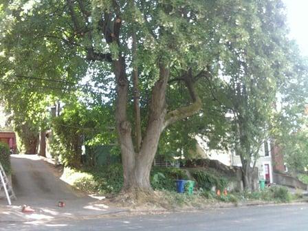 Street tree pruning