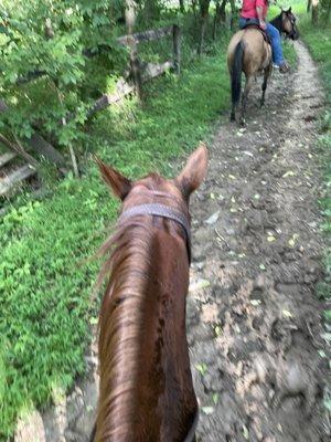 Horse on trail