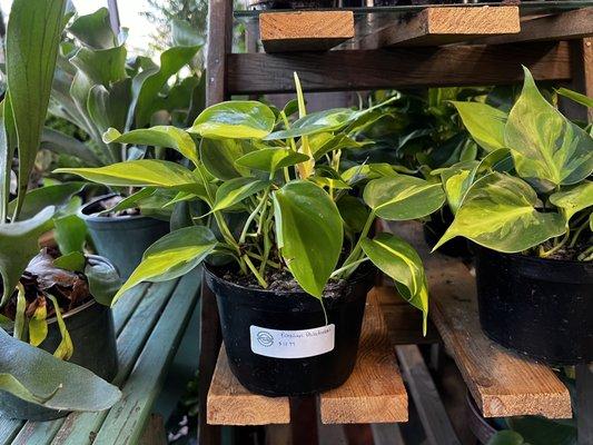 Philodendron brasil