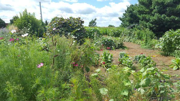 Butterfly garden