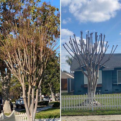 Crape Myrtle pruned