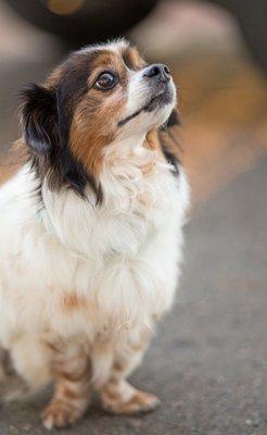 Bandit my Papillon mix groomed by CC