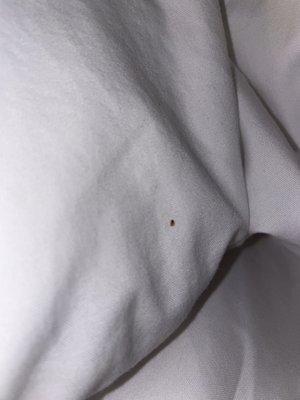 BEDBUGS!!!!