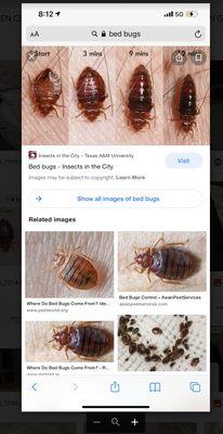 examples of what bed bugs look like at different phases