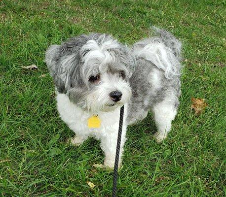 Karter loves his walks while staying at K9 Kindergarten.