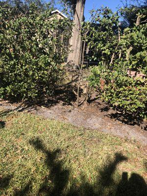 Air potato vine destroyed this once  Lush hedge - privacy screen between me and the neighbor