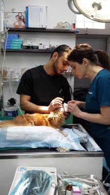 Dr. Jennifer Hess and Vet Tech at work