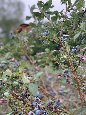 Mike's Blueberries