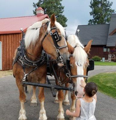 PlumTree Events
 Montana Weddings