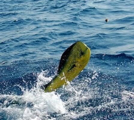 Galveston Offshore Fishing