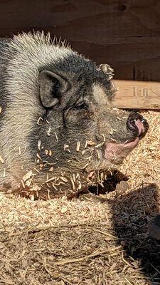 Potbelly pig