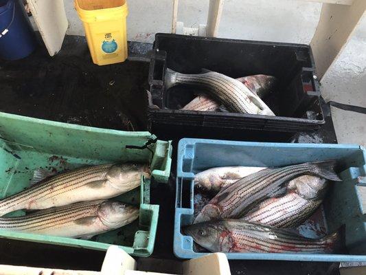 Just some of the haul from our charter.