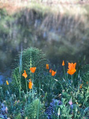 Poppies