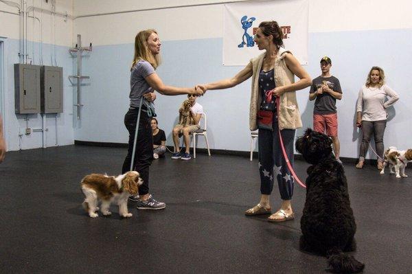 Therapy Dogs in training for the AKC Canine Good Citizen test