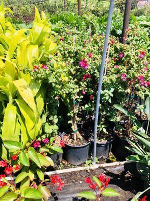 Beautiful fuchsia shrubs