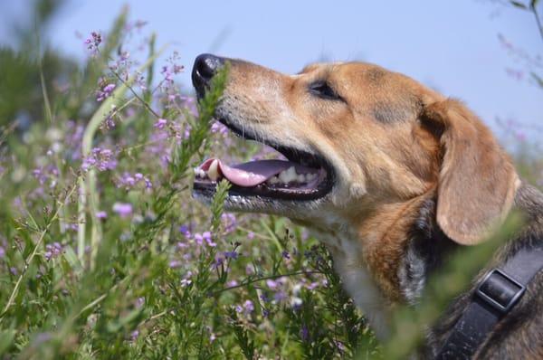 They helped Marco get his seizures under control. Now he stops and smells the flowers.