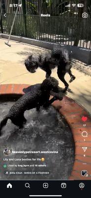 My girls having a great time in the pool.