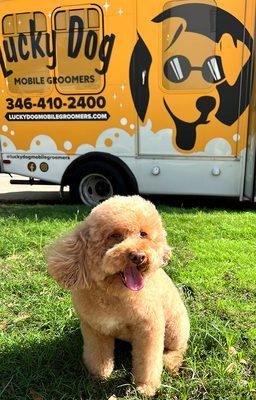 Come see why we're Houston's best mobile grooming company!