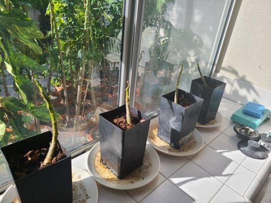 4 mountain papayas received from first order