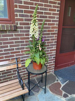 Foxgloves by the front door so everyone can see