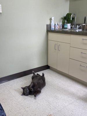 pluto at the vet