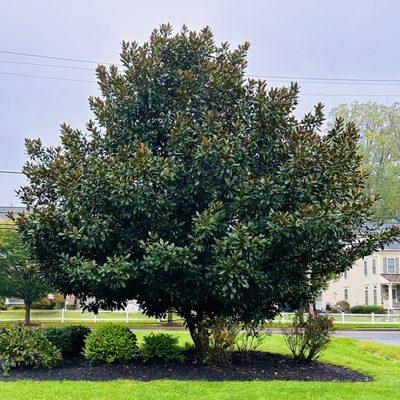 Our beautiful magnolia tree in our front lawn- our namesake!