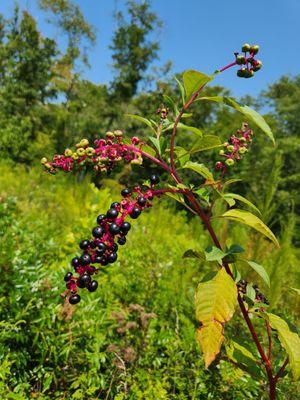 Poke berries. We had these where I grew up as a kid.