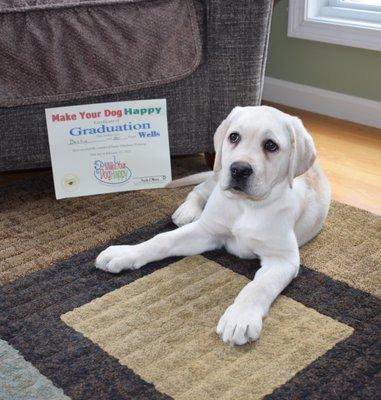 Lab puppy Wells