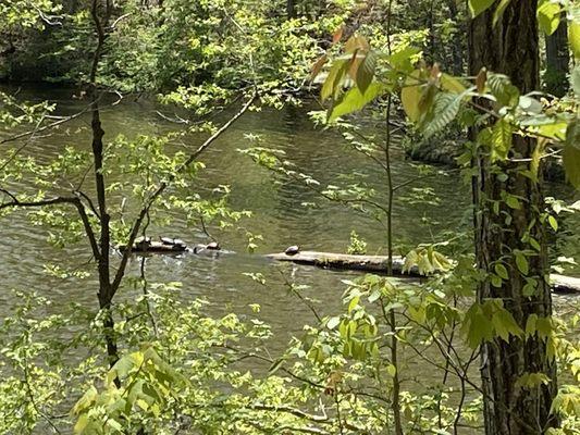 See the turtles on the log?