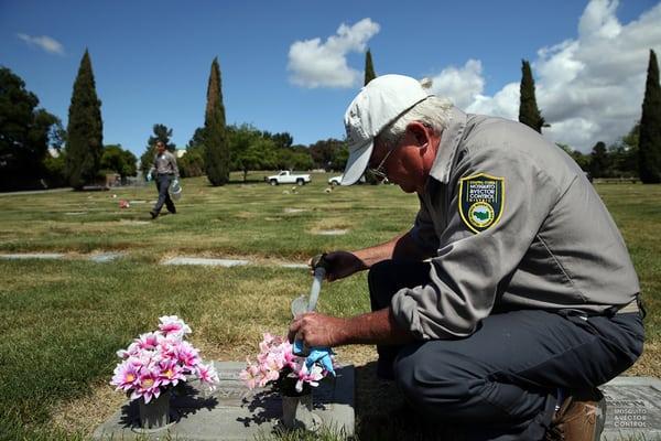 A vector control inspector inspects a flower vase at a local cemetery for the presence of mosquito larvae.