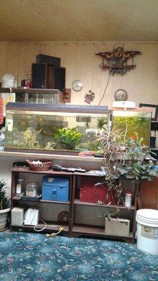 Fish tank