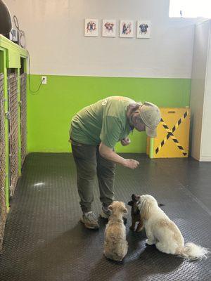 Dog training puppies