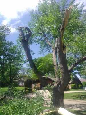 Maple removal Brookhaven boulevard.