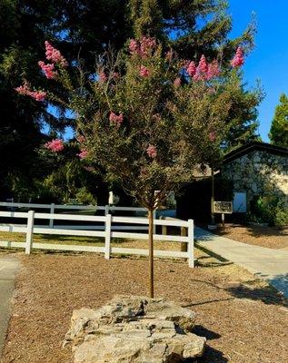 This tree always grabs the eye.