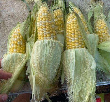 Fresh Sweet Corn!