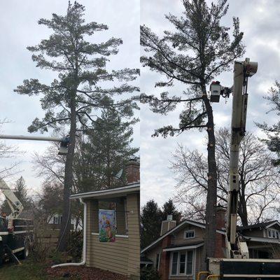 Tree Service with heavy tree pruning in Albany, NY