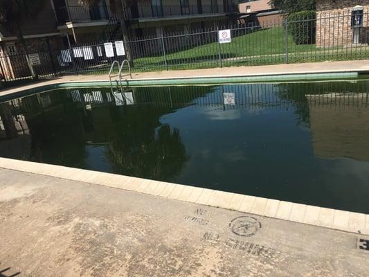 I don't understand why they even have a pool at all. It is covered in green slime and looks like stagnant swamp water.